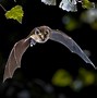 Image result for Mexico Bat Swarm