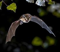 Image result for Flying Bat Profile