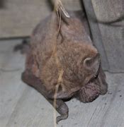 Image result for Mexican Free Tail Bat