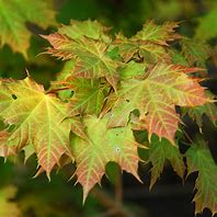 Image result for Acer platanoides Globosum