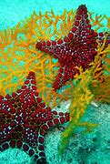 Image result for Ocean Life Wallpaper iPhone