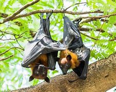 Image result for Flying Foxes Attacking