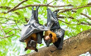 Image result for Facts About Flying Foxes