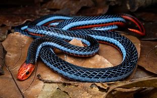 Image result for Blue Sea Snake