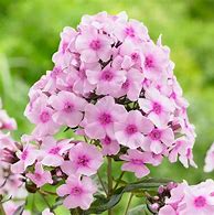 Image result for Phlox Bright Eyes (Paniculata-Group)
