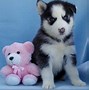 Image result for Cute Husky Puppies Blue Eyes