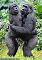 Image result for Funny Monkey Hugs