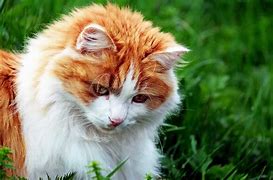 Image result for Cute Animal iPhone Wallpaper