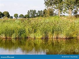 Image result for A.Reed Plant