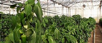 Image result for agrontamiento