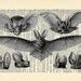 Image result for Baseball Bat Anatomy
