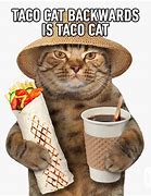 Image result for Taco Tuesday Cat Meme