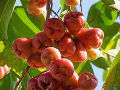 Image result for Rose Apple Trees as Hedge Rows