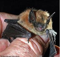 Image result for North American Cave Bat