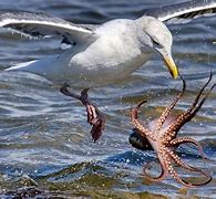 Image result for Octopus Eating Seagull