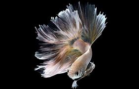 Image result for iPhone 6s Fish Wallpaper