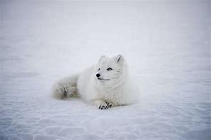 Image result for Arctic Fox for Kids