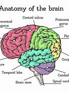 Image result for Human Body Brain Parts