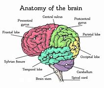 Image result for Human Brain Mind