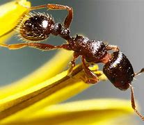 Image result for Pavement Ants