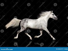 Image result for Horse Trotting Front View