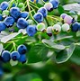 Image result for Red Blueberry Plant