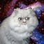 Image result for Space Daddy Cat