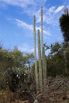 Image result for Cactus Jpg Free