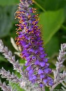 Image result for Amorpha canescens