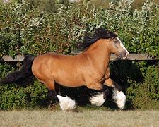 Image result for gypsy cobs horses