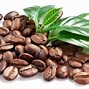 Image result for Caffeina PNG