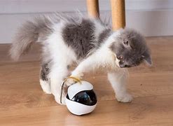 Image result for Remote Control Cat Toy