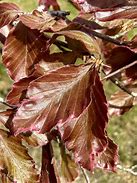 Image result for Fagus sylvatica Tricolor