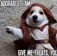 Image result for Star Wars Dog Meme