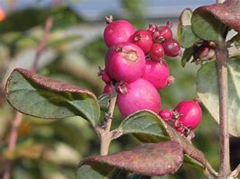 Image result for Symphoricarpos doorenbosii Magic Berry