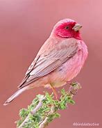 Image result for WoW Pets Birds