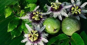 Image result for Passion Fruit Plant