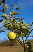 Image result for Yellow Apple