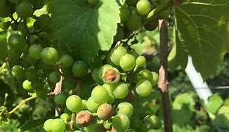 Image result for Grapes sunburn