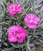 Image result for Dianthus Whatfield Victoria