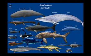 Image result for Blue Whale Size Comparison Chart