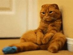 Image result for Sad Cat Sitting Meme