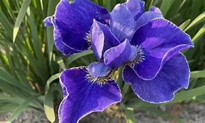 Image result for Iris Blue Denim (Pumila-Group)