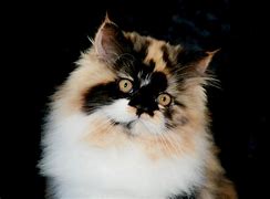 Image result for Persian Cat Colors