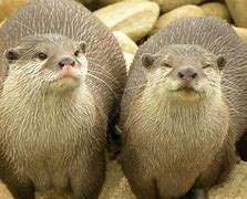 Image result for Mexican Otter