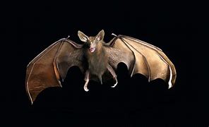 Image result for Dracula Vampire Bat