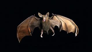 Image result for Vampire and Bat