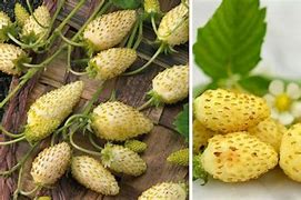 Image result for 10 Strawberries
