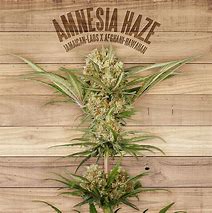Image result for Amnesia Haze Cannabis Strain