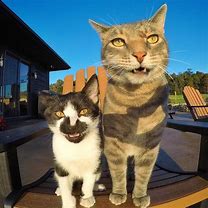Image result for Cat Selfie Wallpaper